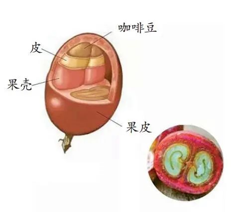 拿铁咖啡有糖吗_拿铁的糖_咖啡糖拿铁有咖啡吗